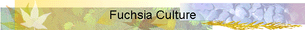 Fuchsia Culture