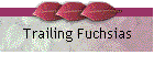 Trailing Fuchsias