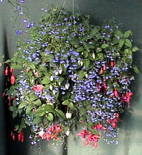 Fuchsias Earthworks shipping fuchsia starts by mail order greenhouse online. MAIL ORDER 2 INCH FUCHSIA STARTS Shipping Fuchsias Hundreds of pictures of fuchsias fuchsias, fuschias, fucsias, fushsias, fushias, fuschias, shipping, fuchsia, Fuchsias, fushsias, fuschias, fushias, shipping, plants, fucsias, fushsias, fushias, fuchsia, fuchsias, greenhouse, fucsias, shipping, fushsias, fuchsias