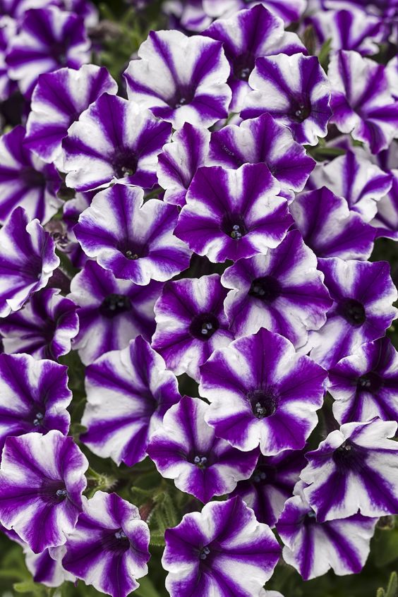 The petite pinwheel blooms of Supertunia Violet Star Charm Petunia will delight all summer long!: 