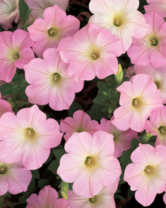 This sweetly colored Supertunia has a strong trailing habit, wonderful for hanging baskets and windowboxes. http://emfl.us/cELd: 