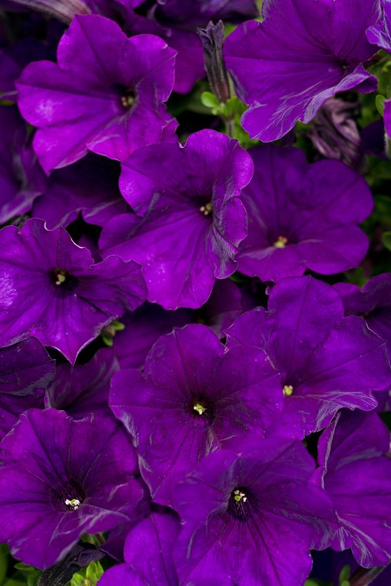 This is the #1 best selling Supertunia--Supertunia Royal Velvet. And, yes, the petals truly do look like velvet, and their jewel toned color is amazing when paired with pastel toned varieties. http://emfl.us/LzHd     #Supertunia  #ProvenWinners: 