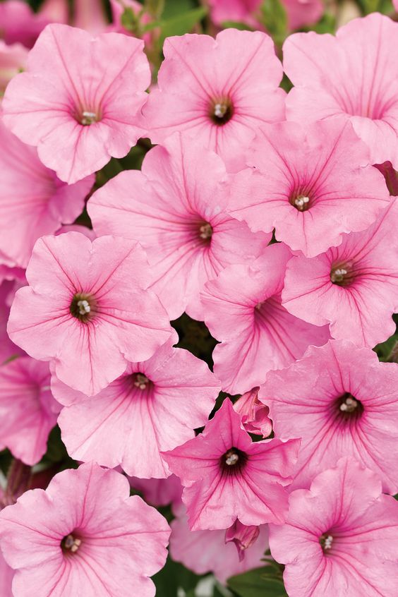 Supertunia Vista Bubblegum is many landscapers go-to choice for use in the ground. Its amazing spread of 24--48" per plant, and a height of 24" has won more awards over the years than we can count!  http://emfl.us/mwLd: 